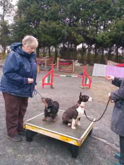 Two puppies sat on an agility table looking at their owners during puppy classes