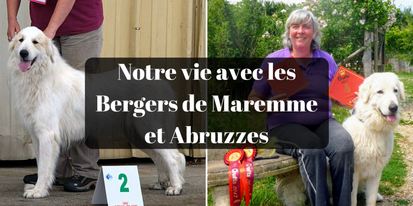 Notre vie avec les Bergers de Maremme et Abruzzes