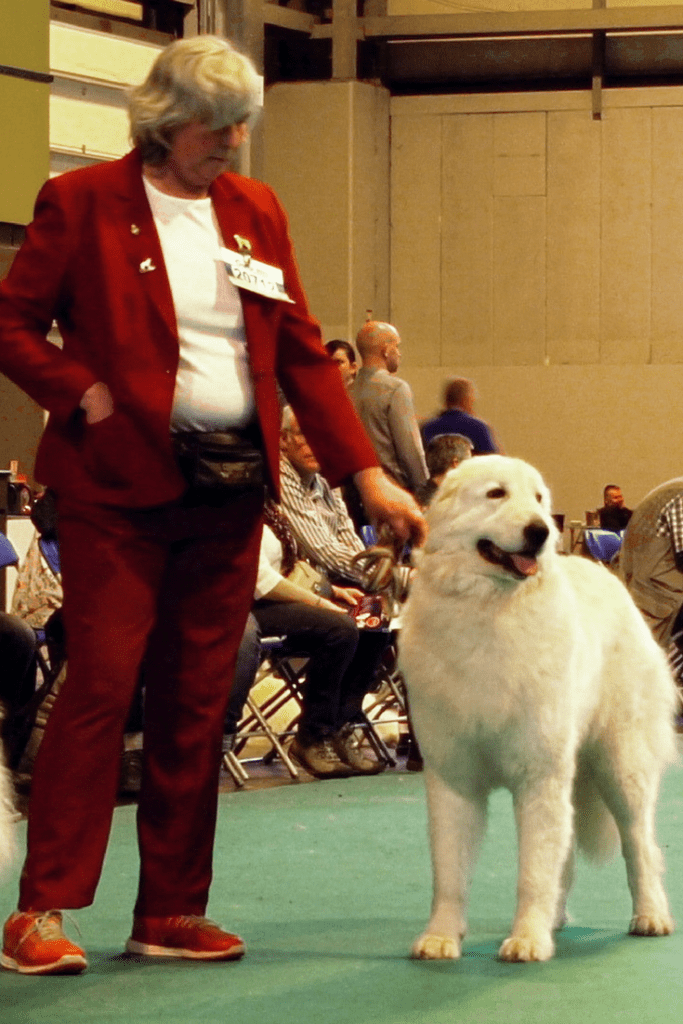 Maremma Crufts