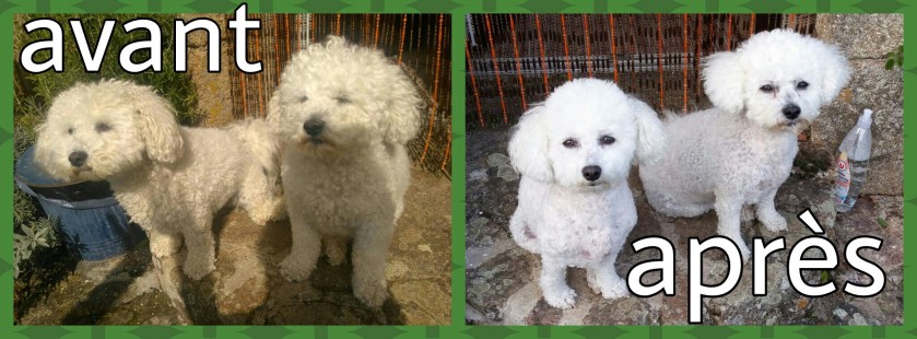 bichon frises before and after grooming