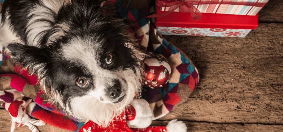 Coffret-cadeau de Noël