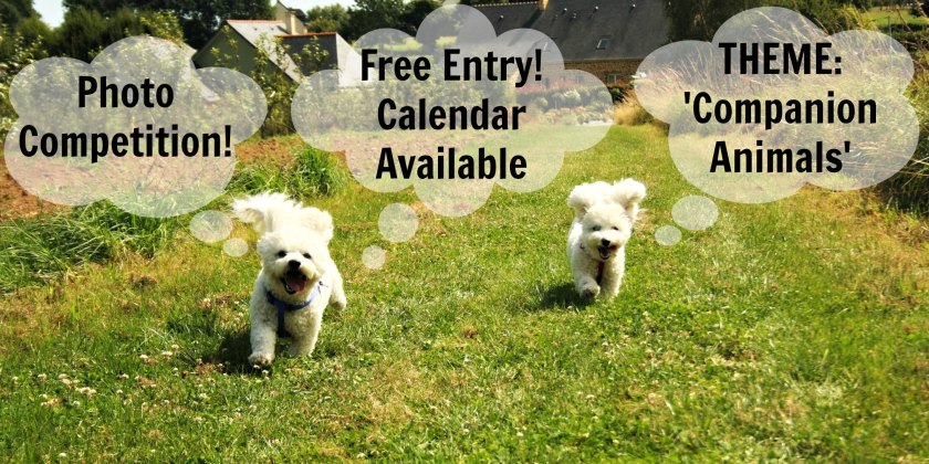 grande daze photo competition 2016