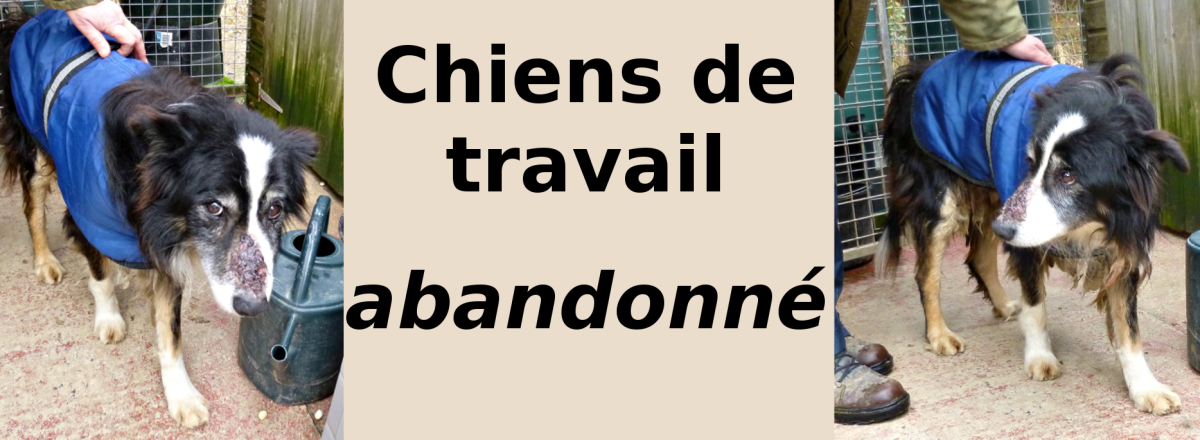 Working Dogs | Chiens de&nbsp;travail