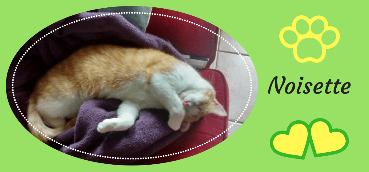 Noisette