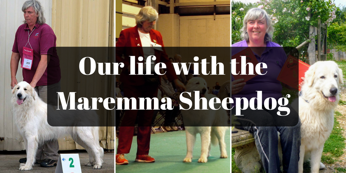 Our life with the Maremma&nbsp;Sheepdog