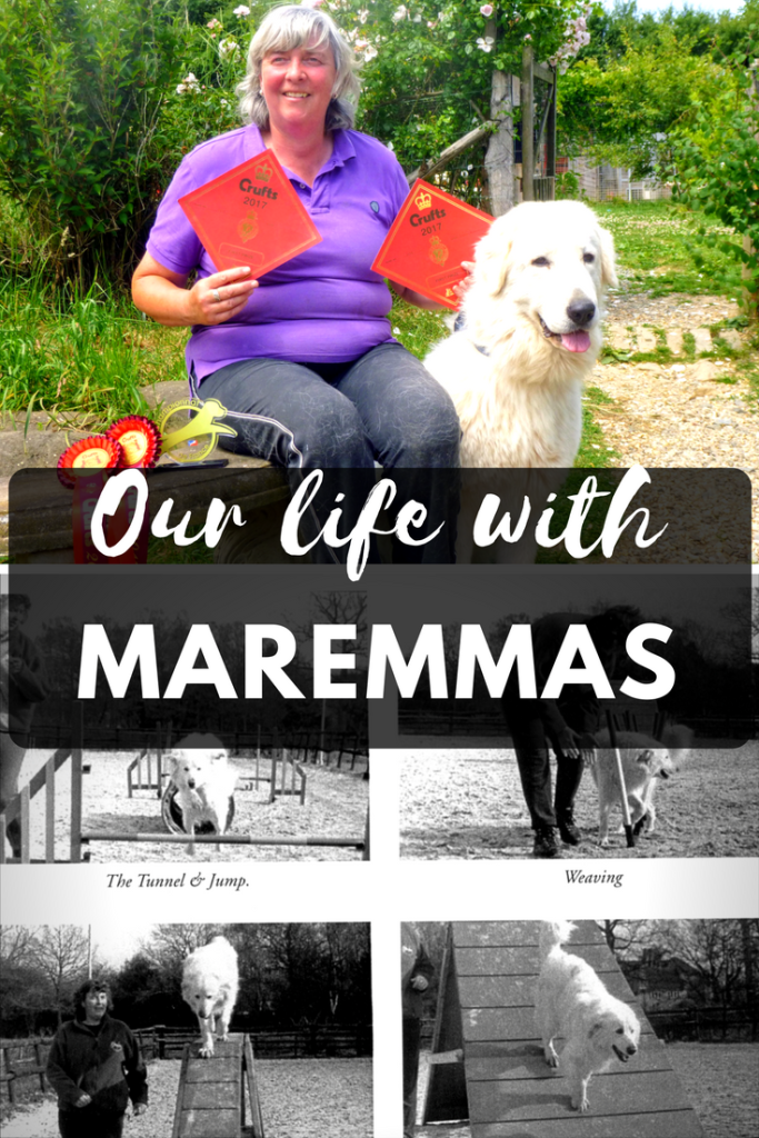 Our life with Maremma Sheepdogs