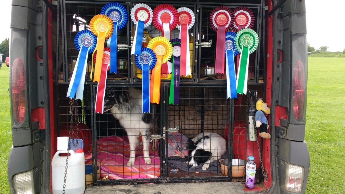 UK Agility Competition: June&nbsp;2016