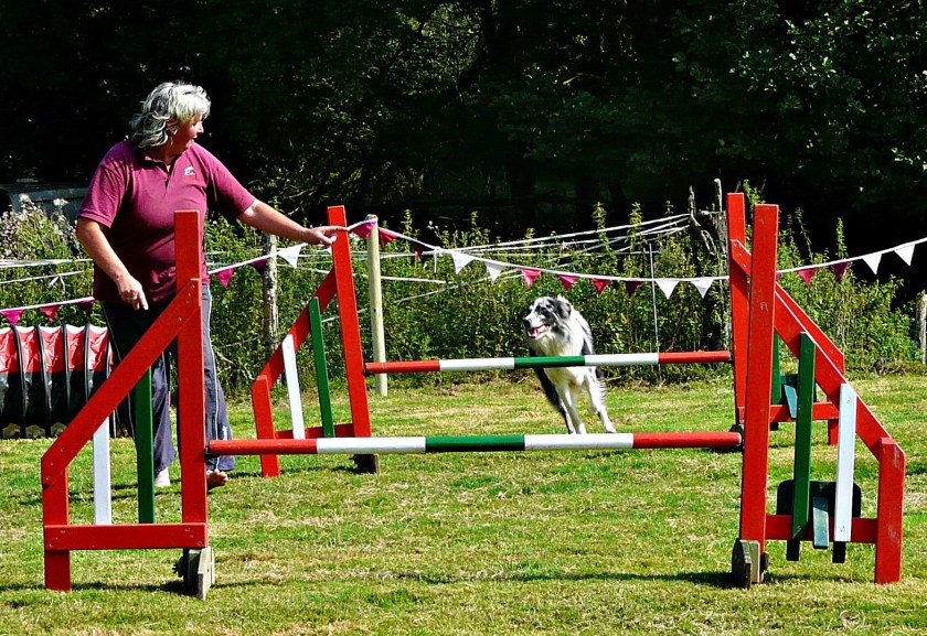 agility Anita and Finn