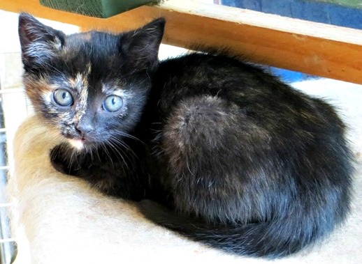 Tortoiseshell kitten