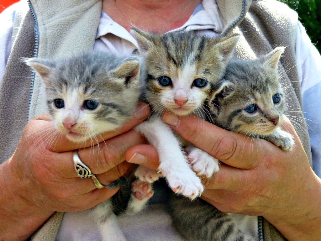 kittens
