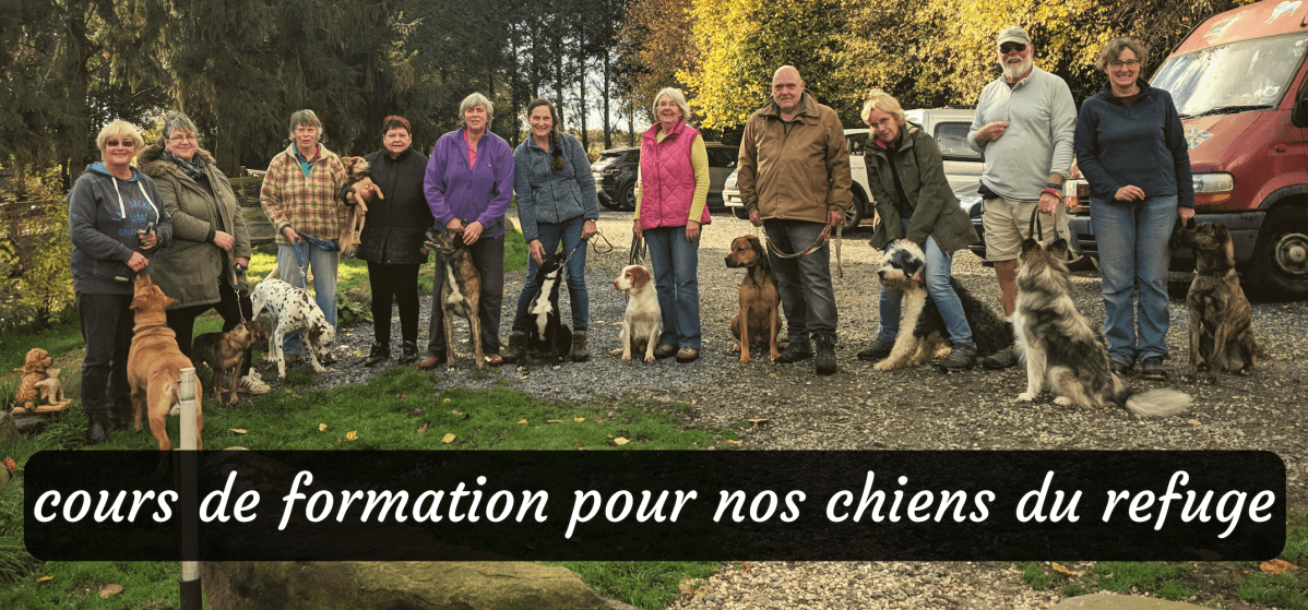 Cours de formation pour nos chiens du refuge&nbsp;2019