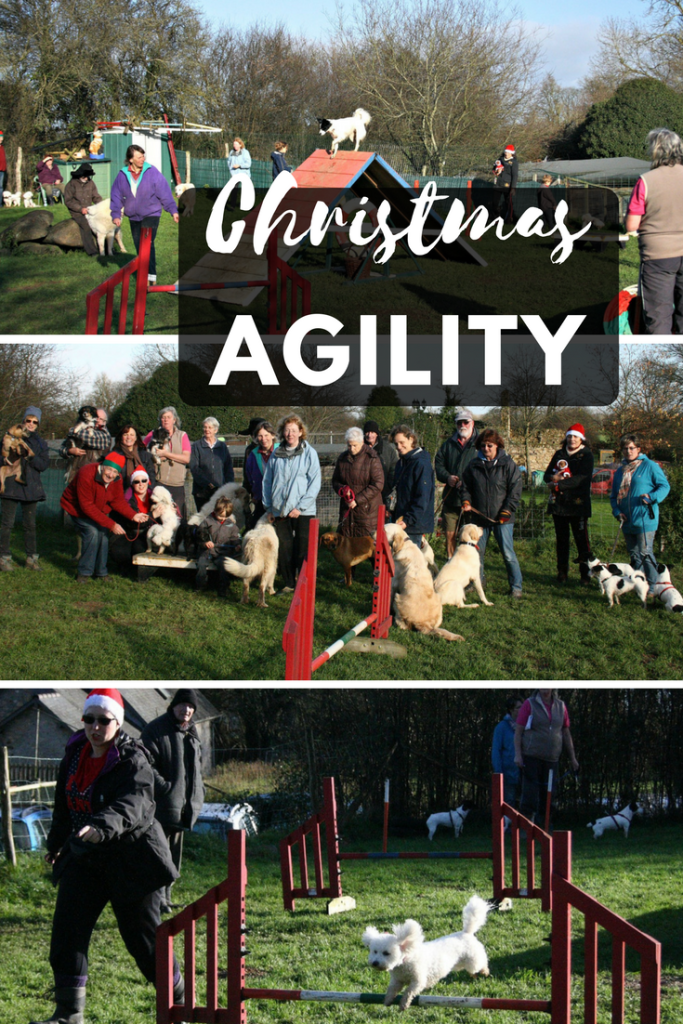 Grande Daze Christmas agility 2015