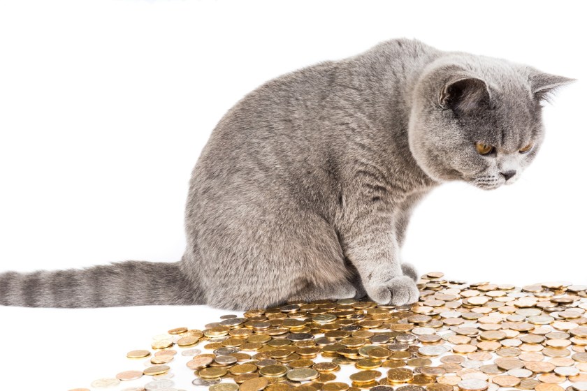 cat counting money