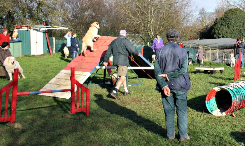 Xmas agility fun 2015