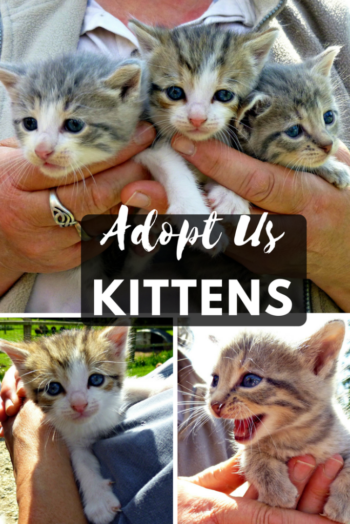Grande Daze adopt Kittens 2016